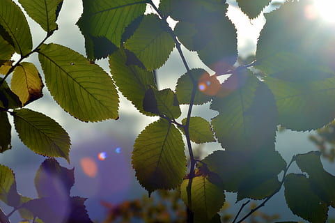sol, fulles, patrons, naturalesa, bosc, parc, arbre, full, a l'aire lliure, assolellat, tardor, llum solar, part de la planta, creixement, planta, bellesa a la natura, cel, raig de sol, color verd, flare de la lent, dia, cap gent, branca, primer pla, fruita, menjar i beguda, streaming, lluminós, 4K, CC0, domini públic, lliure de regalies