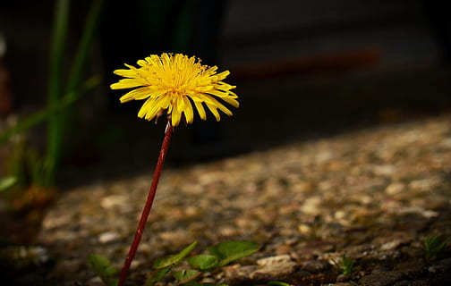 selectivo, fotografía de enfoque, flor de diente de león, floración, diente de león, amarillo, ligero, sombra, solo, solitario, planta, flor, naturaleza, al aire libre, de cerca, verano, macro, pétalo, una sola flor, color verde, hierba, primavera, margarita, fragilidad, nadie, centrarse en primer plano, día, planta floreciendo, vulnerabilidad, frescura, belleza en la naturaleza, inflorescencia, crecimiento, cabeza de flor, tallo de la planta, 4K, CC0, dominio público, libre de derechos