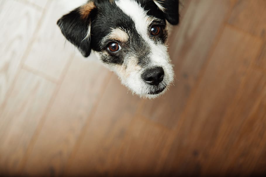 pelo corto, nero, bianca, cucciolo, cane, animale domestico, animali, un animale, domestico, animali domestici, canino, temi animali, animale, mammifero, ritratto, guardando la fotocamera, pavimentazione, in casa, vista dall'alto, giovane animale, border collie, pavimento in legno, legna, nessuno, parte del corpo animale, testa di animale, piccolo, Jack Russell Terrier, 5K