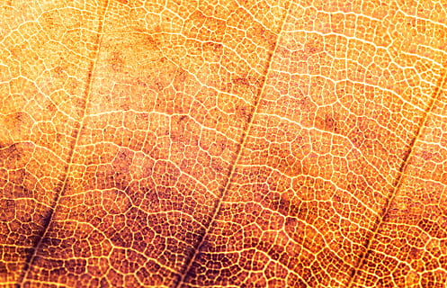 textura, estructura, full, patró, estructures, fons, tardor, color, canals, fulles, marc complet, primer pla, cap gent, naturalesa, vena de la fulla, color taronja, dia, patró natural, a l'aire lliure, part de la planta, llum solar, vista d’angle alt, macro, aigua, sòls, netejar, 5K, CC0, domini públic, lliure de regalies