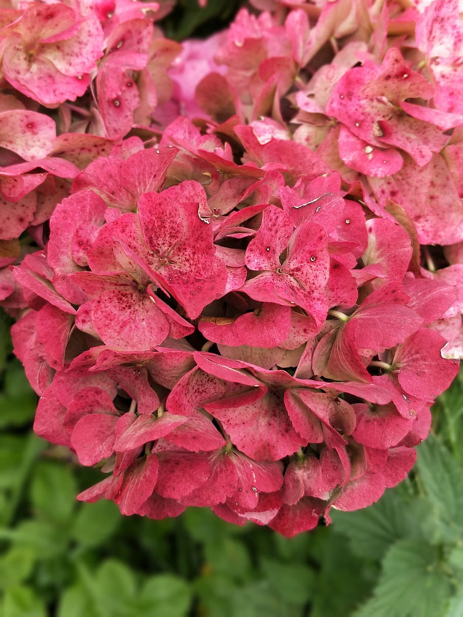 fiore, rosso, avere, pianta fiorita, pianta, colore rosa, bellezza nella natura, freschezza, petalo, fragilità, vulnerabilità, avvicinamento, crescita, testa di fiore, infiorescenza, natura, giorno, concentrarsi sulle conoscenze acquisite, nessuno, all'aperto, botanica, rododendro, primavera, polline, un mazzo di fiori, 4K