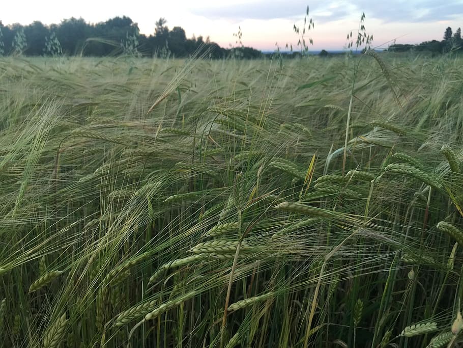 Roggen, Natur, Sommer-, Pflanze, Wachstum, Feld, Landschaft, Land, Ernte, Landwirtschaft, Umgebung, Getreidepflanze, Himmel, ländliche Szene, Ruhe, Schönheit in der Natur, ruhige Szene, grüne Farbe, Bauernhof, Szenen - Natur, keine Leute, Weizen, draußen, Stiel, Plantage, 2K