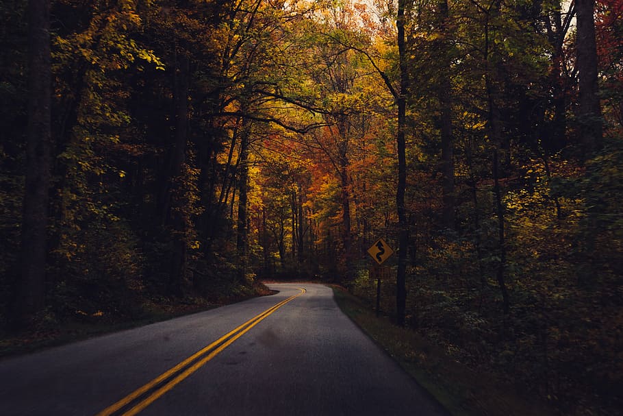 vuoto, strada, alberi, grigio, via asfaltata, Marrone, giorno, autunno, foresta, autostrada, strada ventosa, albero, grande parco nazionale delle montagne fumose, montagna fumosa, foglia, ombra, curva, montagna, linea stradale, direzione, la strada davanti, pianta, mezzi di trasporto, modificare, nessuno, cartello, terra, la tranquillità, marcatura, segnaletica stradale, natura, simbolo, bellezza nella natura, prospettiva decrescente, all'aperto, bosco, linea di divisione, 5K