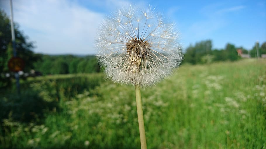 blomst, mælkebøtte, græs, seng, sommer, sommer eng, sverige, landskaber, natur, plante, udendørs, fluffy, frø, eng, tæt på, grøn farve, forår, skønhed i naturen, ingen mennesker, skrøbelighed, vækst, blomstrende plante, friskhed, sårbarhed, blomsterstand, fokus på forgrunden, blomsterhoved, Mark, udyrkede, himmel, jord, blødhed, mælkebøtte frø, 4K