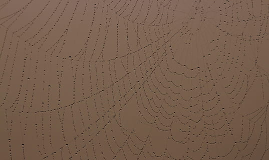 teranyina, gotes, rosada, naturalesa, lloc, fons, patró, textura, marc complet, cap gent, primer pla, comunicació, paper, aigua, pàgina, text, estil retro, document, emoció, vell, tirar, patró natural, a l'aire lliure, ornamentat, 5K, CC0, domini públic, lliure de regalies