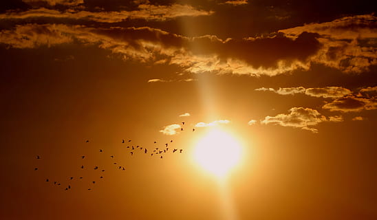 silhouette photo, flock, birds, flying, clouds, sunset, cloud, sun, sky, red, cloud - sky, sunlight, animal themes, bird, vertebrate, beauty in nature, nature, sunbeam, scenics - nature, group of animals, animal, orange color, dramatic sky, animals in the wild, silhouette, animal wildlife, no people, flock of birds, outdoors, bright, brightly lit, 4K, CC0, public domain, royalty free