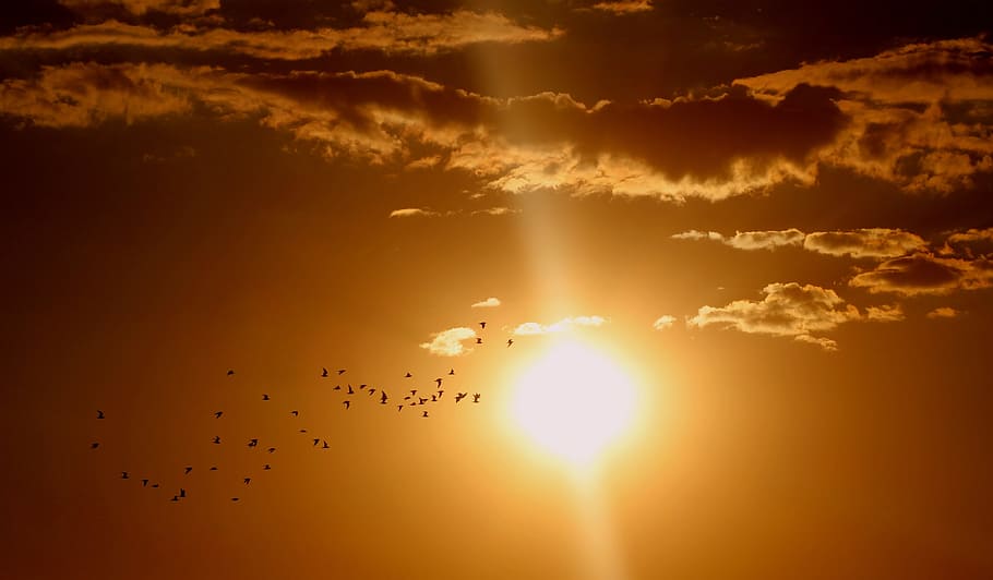 foto de la silueta, ramat, ocells, volant, núvols, posta de sol, núvol, sol, cel, vermell, núvol - cel, llum solar, temes d'animals, ocell, vertebrats, bellesa a la natura, naturalesa, raig de sol, escenics - natura, grup d’animals, animal, color taronja, cel dramàtic, animals a la natura, silueta, fauna animal, cap gent, ramat d’ocells, a l'aire lliure, brillant, lluminós, 4K