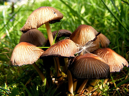 fong, naturalesa, macro, caure, bolets, toadstool, creixement, bellesa a la natura, vegetals, planta, primer pla, menjar, terra, bolets comestibles, cap gent, camp, fragilitat, vulnerabilitat, bosc, herba, dia, centrar-se en primer pla, a l'aire lliure, 1080P, CC0, domini públic, lliure de regalies