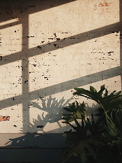 verde, leafed, pianta, bianca, parete, calcestruzzo, giorno, mattone, sole, luce, luce del sole, ombra, felce, minimo, interno, struttura, vuoto, natura, architettura, struttura costruita, nessuno, vista dall'alto, all'aperto, esterno dell'edificio, crescita, costruzione, foglia, caratteristica della parete, finestra, parte vegetale, città, concentrarsi sull'ombra, 4K, CC0, dominio pubblico, privo di copyright