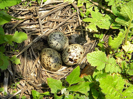 nido, huevos, tern, aves, animales, Tres, fauna, un animal, naturaleza, al aire libre, hoja, nadie, fauna animal, parte de la planta, planta, color verde, día, crecimiento, comida, comida y bebida, vista de alto ángulo, de cerca, animal, belleza en la naturaleza, temas de animales, alimentación saludable, animales en la naturaleza, nido de animales, 2K, CC0, dominio público, libre de derechos