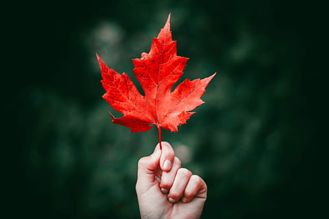 orang, memegang, daun maple, tangan kidal, daun, tangan, merah, musim gugur, tangan manusia, bagian tubuh manusia, satu orang, bagian tanaman, alam, merapatkan, perubahan, bagian tubuh, menanam, jari, hari, fokus pada latar depan, jari manusia, kerentanan, di luar rumah, bunga, Daun-daun, 5K, CC0, domain publik, bebas royalti