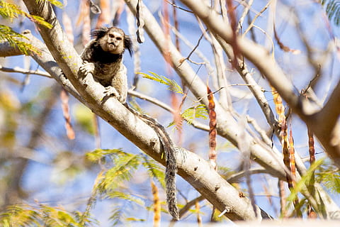mico, animals, bosc, marmoset, paisatge, animal, temes d'animals, branca, arbre, un animal, planta, mamífer, fauna animal, vertebrats, animals a la natura, vista d’angle baix, naturalesa, cap gent, dia, posat, a l'aire lliure, llum solar, ocell, enfocament selectiu, relaxació, 2K, CC0, domini públic, lliure de regalies