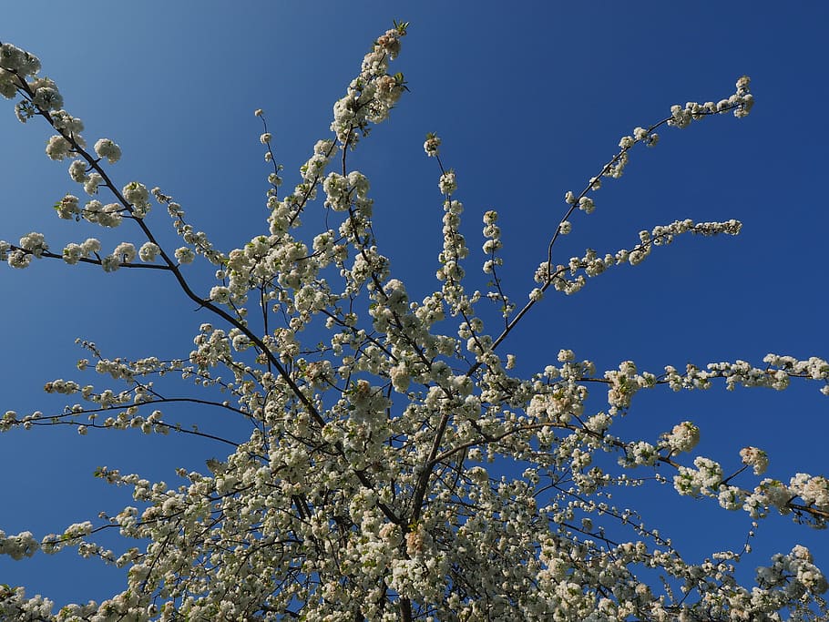 flor de cirerer, blanc, cirera, primavera, flor, florir, flor blanca, arbre, branques de flors, herrlich, desbordant, exuberant, blütenmeer, arbre de flors, dia d’estiu, dia assolellat, branca, naturalesa, blau, planta, cel, temporada, vista d’angle baix, creixement, bellesa a la natura, cel clar, planta amb flors, cap gent, fragilitat, dia, frescor, llum solar, vulnerabilitat, a l'aire lliure, 4K