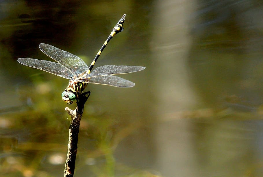 avvicinamento, foto, nero, giallo, libellula, nero e giallo, volare, parco, verde, autunno, vista, vita, soleggiato, macro, foresta, colore, colorato, riposo, sfondo, selvaggio, damselfly, natura, isolato, Drago, naturale, bianca, primavera, fiore, luminosa, estate, astratto, ala, insetto, vicino, blu, acquerello, pianta, bellezza, lavoro, bellissimo, acqua, occhio, animale, paesaggio, un animale, giorno, animali allo stato selvatico, nessuno, temi animali, fauna selvatica, concentrarsi sulle conoscenze acquisite, invertebrato, ala animale, stelo vegetale, all'aperto, bellezza nella natura, parte vegetale, ramoscello, farfalla, farfalla - insetto, 1080P