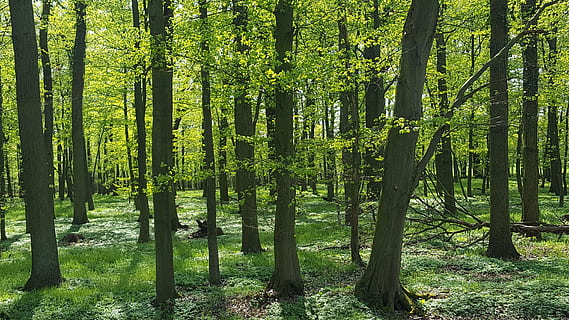 bosgrond, lente groen, Bos, de lente, groen, loofbos, boom, natuur, boomstam, geen mensen, buitenshuis, fabriek, land-, schoonheid in de natuur, groene kleur, bos-, kalmte, romp, scenics - natuur, rustige scène, landschap, groei, niet-stedelijke scène, zonlicht, weelderig gebladerte, milieu, naaldboom, lente, dennenboom, bamboe - plant, 5K, CC0, publiek domein, royaltyvrij