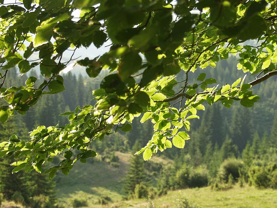 bosc, arbre, naturalesa, banches, verd, pastures, estiu, primavera, planta, creixement, part de la planta, full, color verd, dia, bellesa a la natura, llum solar, centrar-se en primer pla, cap gent, a l'aire lliure, tranquil·litat, frescor, paisatge, vinya, terra, raïm, agricultura, elaboració de vins, 1080P