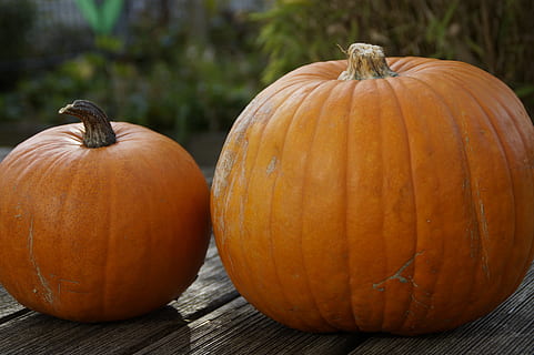 to, gresskar, grå, tre, flate, oransje, lys, høst, høstdekorasjon, sesong, dekorative, dekorasjon, takksigelse, halloween, halloween kuerbis, gresskar spøkelse, stort og lite, par, mat og Drikke, mat, grønnsak, oransje farge, spise sunt, friskhet, velvære, ingen folk, fokusere på forgrunnen, nærbilde, dag, natur, tre - materiale, feiring, anlegg, to gjenstander, utendørs, moden, 5K, CC0, offentlig domene, opphavsrett gratis