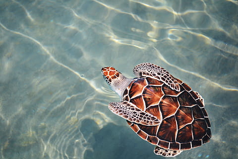 turtle, swimming, body, water, brown, gray, swim, shell, ocean, loggerhead, animal themes, animal, animal wildlife, animals in the wild, one animal, nature, vertebrate, day, reptile, high angle view, sea, no people, sunlight, outdoors, waterfront, beauty in nature, marine, 4K, CC0, public domain, royalty free