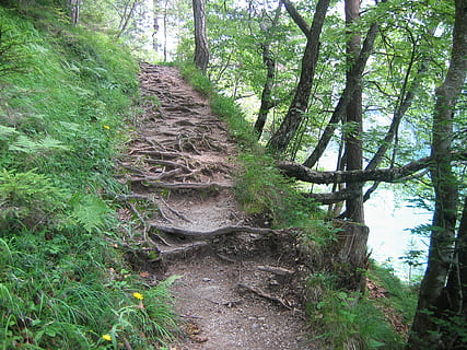 Wanderweg, Weg, Waldweg, Pfad, Wurzelpfad, Österreich, weissensee, Wurzel, Pflanze, Baum, Wald, Land, Wachstum, Kofferraum, Baumstamm, grüne Farbe, Ruhe, Natur, Schönheit in der Natur, Tag, keine Leute, ruhige Szene, Richtung, der Weg nach vorn, Szenen - Natur, draußen, Nicht-städtische Szene, 1080P, CC0, gemeinfrei, lizenzfrei