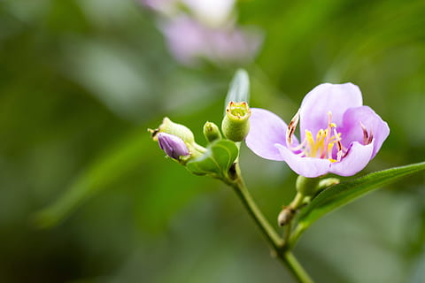 flora, makro, blomstringen, botanikk, naturlig, blomst, natur, anlegg, vekst, lilla, ingen folk, blomstrende plante, skjønnhet i naturen, skjørhet, friskhet, sårbarhet, nærbilde, petal, rosa farge, knopp, inflorescence, blomsterhodet, fokusere på forgrunnen, grønn farge, våren, utendørs, 5K, CC0, offentlig domene, opphavsrett gratis