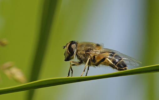 Schwebfliege, Insekt, Makro, Natur, Makrofoto, Insektenmakro, Biene, Nektar, Tierwelt, Tier, Tiere in freier Wildbahn, Tierthemen, wirbellos, ein Tier, Nahansicht, Pflanze, Fokus auf den Vordergrund, Tag, keine Leute, Schönheit in der Natur, Tierflügel, grüne Farbe, Wachstum, Zoologie, selektiver Fokus, draußen, Tierauge, Grashalm, 1080P, CC0, gemeinfrei, lizenzfrei