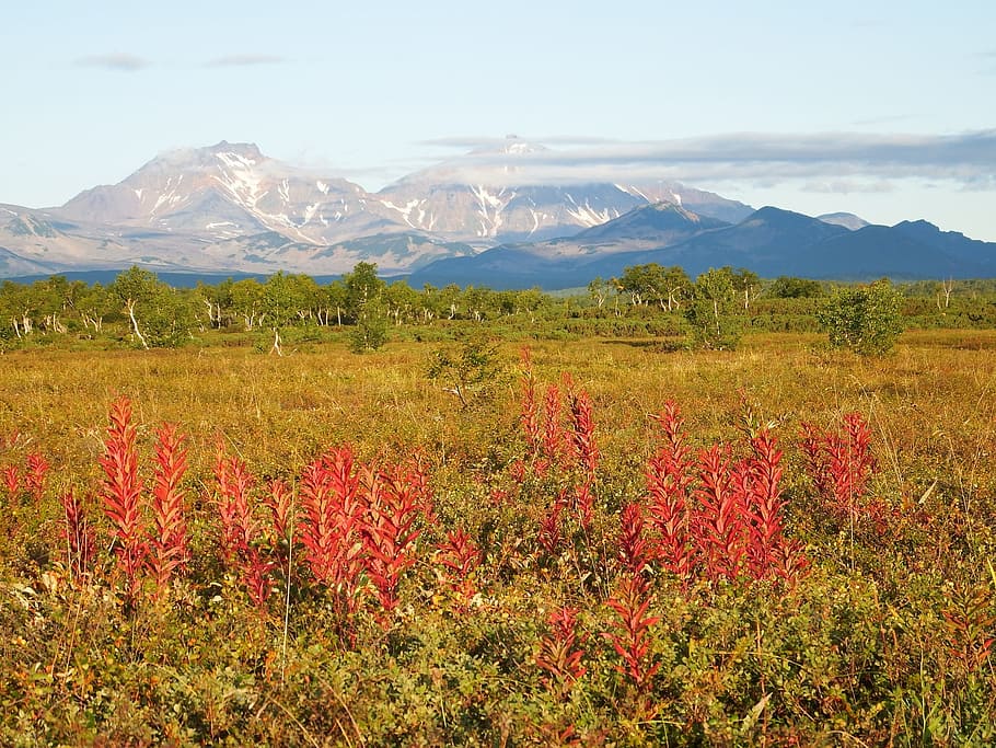 naturalesa, paisatge, muntanyes, núvols, bosc, prat, camp, turons, tardor, plantes, fireweed, colors de la tardor, herba, muntanya, planta, escenics - natura, bellesa a la natura, creixement, escena tranquil·la, tranquil·litat, Serra, medi ambient, cel, cap gent, flor, planta amb flors, escena no urbana, terra, dia, arbre, muntanya nevada, a l'aire lliure, cim de muntanya, 1080P