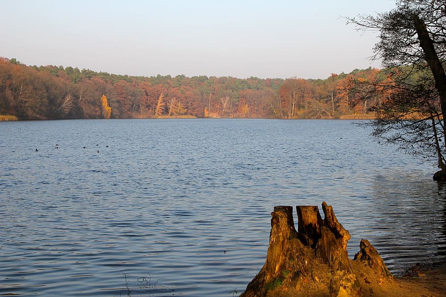 arbres, schlachtensee, tardor, naturalesa, aigua, llac, arbre, escenics, bellesa a la natura, planta, tranquil·litat, escenics - natura, escena tranquil·la, cap gent, cel, escena no urbana, dia, terra, idíl·lic, a l'aire lliure, rock, cel clar, canvi, 2K
