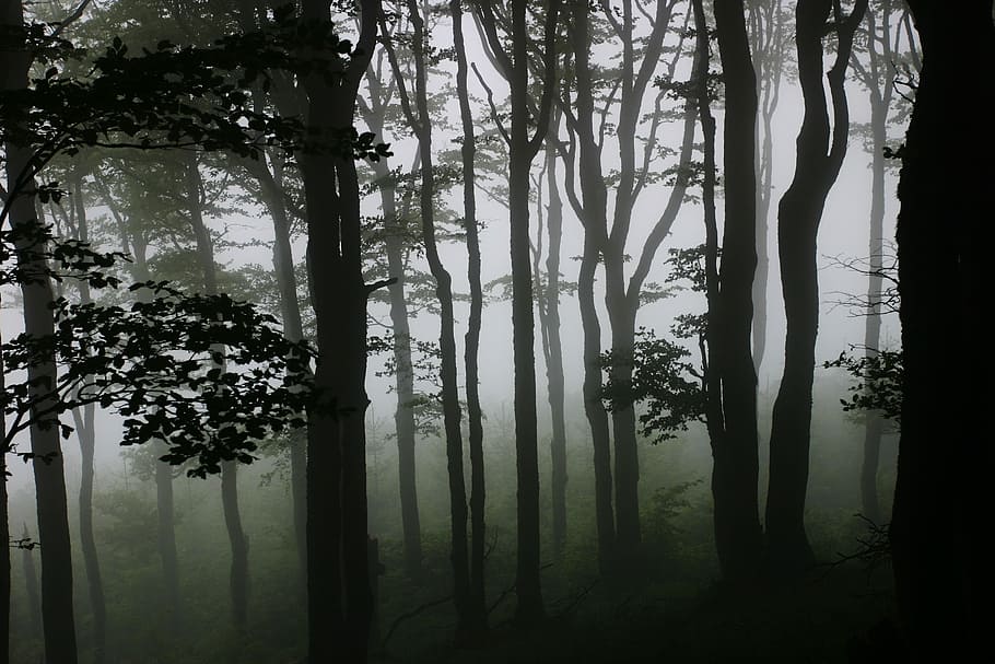 tåget skov, træer, dækket, tåger, Skov, tåge, træ silhuet, træ, dis, diset, natur, dyster, scarry, mørk, mørke, plante, bagagerum, træstamme, ro, jord, vækst, skønhed i naturen, rolig scene, ingen mennesker, miljø, scenics - natur, ikke-urbane scene, dag, fjern, udendørs, 2K