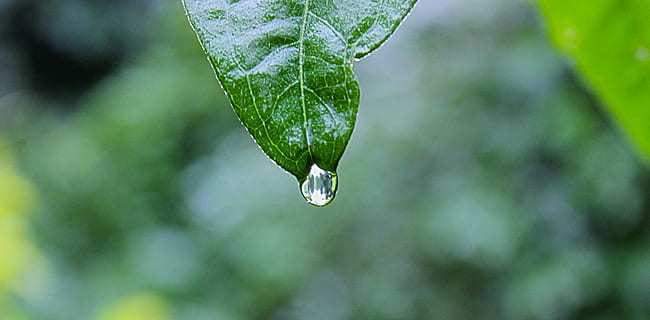 hijau, tanaman daun, air, tetes, selektif, fotografi fokus, embun, daun, penurunan, menitik, hujan, titis kecil, titisan hujan, alam, focu, tetesan air, forrest, mengaburkan, bagian tanaman, menanam, kesegaran, basah, merapatkan, keindahan di alam, fokus pada latar depan, warna hijau, tidak ada orang, pohon, pertumbuhan, di luar rumah, lingkungan Hidup, kemurnian, musim semi, 5K, CC0, domain publik, bebas royalti