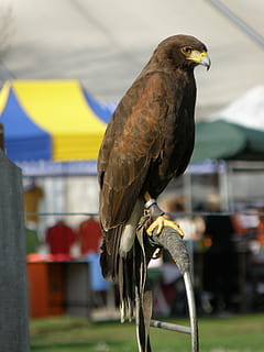 buzzard, salvatge, ocell, depredador, assegut, rapinyaires de cria, animal, naturalesa, vida salvatge, a l'aire lliure, ploma, temes d'animals, vertebrats, fauna animal, animals a la natura, centrar-se en primer pla, un animal, posat, dia, primer pla, cap gent, rapinyaire, llum solar, alimentador d'ocells, longitud completa, àguila, 2K, CC0, domini públic, lliure de regalies