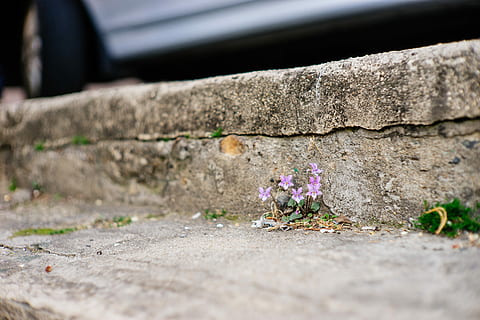 blomster, violet, forår, blomst, udendørs, ingen mennesker, dag, tagrende, bygget struktur, blomstrende plante, plante, selektiv fokusering, sårbarhed, skrøbelighed, natur, arkitektur, friskhed, sorg, murbygningsfunktion, beton, væg, tæt på, skønhed i naturen, vækst, blomsterhoved, cement, lilla, 5K, CC0, offentligt domæne, royaltyfrie