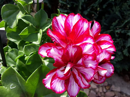gėlė, pelargonija, vasara, saulė, klestėjo, žydintys augalai, augalų, grožis gamtoje, pažeidžiamumas, trapumas, žiedlapis, šviežumas, Iš arti, augimą, žiedynas, gėlių galva, raudona, rausvos spalvos, pobūdį, augalų dalis, lapai, nėra žmonių, dieną, sutelkti dėmesį į naujas žinias, lauke, žiedadulkių, 2K, CC0, Viešasis domenas, nemokamai