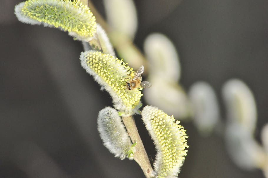 pil, bi, blomst, insekt, pollen, makro, plante, tæt på, vækst, skønhed i naturen, grøn farve, selektiv fokusering, natur, ingen mennesker, fokus på forgrunden, dag, fisse pil, udendørs, skrøbelighed, knop, sårbarhed, nyt liv, begyndelser, ro, friskhed, 4K