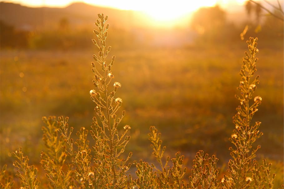 tramonto del campo di erba, verde, erba, campo, d'oro, Casa, foto, tramonto, i raggi del sole, luce del sole, piante, natura, agricoltura, pianta, nessuno, all'aperto, pianta di cereali, crescita, scena rurale, bellezza nella natura, paesaggio, raccolto, terra, la tranquillità, cielo, retroilluminato, estate, ambiente, color oro, sole, riflesso lente, primavera, avena - coltura, 1080P
