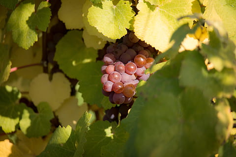 vin, vindruer, blad, efterår, grøn, rød, vinstokke blade, blade, lilla, violet, inddrives, indlejret, taksigelse, fylde, rigdom, rigelig, høst, vingård, oberdollendorf, vinproducent, sund kost, mad og drikke, landbrug, frugt, mad, plante del, drue, friskhed, vækst, plante, velvære, natur, dag, sollys, ingen mennesker, grøn farve, vinfremstilling, udendørs, moden, 5K, CC0, offentligt domæne, royaltyfrie