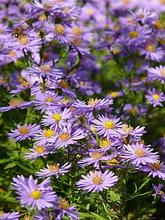 glat blad aster, aster, herbstaster, blomst, flor, blomster, prydplante, lilla, violet, flora, farverig, farve, natur, plante, sommer, blomstrende plante, friskhed, sårbarhed, skrøbelighed, skønhed i naturen, kronblad, vækst, tæt på, blomsterhoved, blomsterstand, dag, ingen mennesker, fokus på forgrunden, udendørs, Mark, jord, pollen, 2K, CC0, offentligt domæne, royaltyfrie