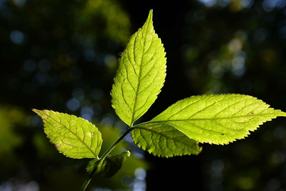 foglia di sambuco, verde, luminosa, traslucido, sambuco nero, sambucus nigra, pennello titolare, foresta, le foglie, sole, luce posteriore, foglia, natura, colore verde, freschezza, estate, avvicinamento, pianta, all'aperto, parte vegetale, concentrarsi sulle conoscenze acquisite, crescita, nessuno, vena fogliare, bellezza nella natura, giorno, luce del sole, modello naturale, vulnerabilità, fragilità, autunno, la tranquillità, condizione naturale, 5K