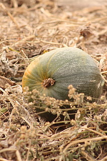 pumpkins, fall, harvest, food, food and drink, close-up, freshness, no people, nature, day, plant, land, growth, selective focus, vegetable, healthy eating, field, focus on foreground, outdoors, agriculture, pumpkin, wellbeing, seed, 2K, CC0, public domain, royalty free