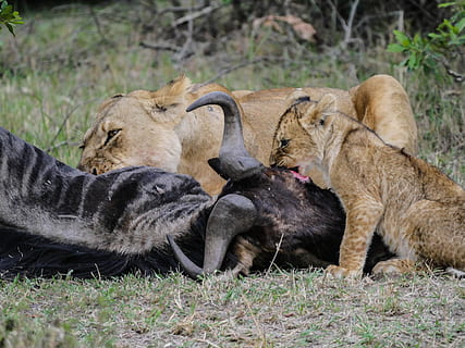 tigres comendo búfalo, leão, presa, gnu, café da manhã, animal jovem, Filhote de leão, bebê, jovem, predador, Caçando, perigoso, comer, Parque Nacional, masai mara, Quênia, África, região selvagem, dom, animal selvagem, safári, leoa, caçador, temas animais, animal, mamífero, grupo de animais, animais selvagens, animais em estado selvagem, leão - felino, felino, gato, vertebrado, dois animais, dia, terra, grama, carnívora, campo, plantar, ninguém, ao ar livre, família animal, 5K, CC0, domínio público, royalty free