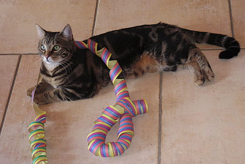 flama, kedi, yalan söyleme, Meraklı, yerli, Evcil Hayvanlar, memeli, bir hayvan, ev kedisi, omurgalı, insansız, çizgili, yüksek açılı görünüş, gevşeme, kedi bıyığı, uzanmak, tam uzunluk, gün, ağzı açık, tekir, 4K, CC0, kamu malı, telif ücretsiz