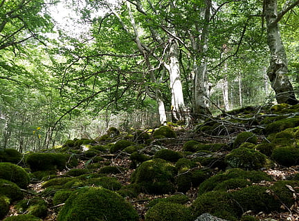 faig, Hayedo, bosc, verd, naturalesa, arbres, arbre, paisatge, senderisme, aire lliure, mount, líquens, tronc de l'arbre, parc, branques, molsa, muntanya, planta, creixement, terra, color verd, bellesa a la natura, tranquil·litat, escenics - natura, escena no urbana, cap gent, dia, exuberant fullatge, fullatge, escena tranquil·la, vista d’angle baix, sòlid, a l'aire lliure, selva tropical, bambú - planta, 4K, CC0, domini públic, lliure de regalies
