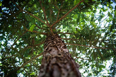 arbre, branca, fulles, pi, transaccions, planta, vista d’angle baix, tronc de l'arbre, creixement, tronc, naturalesa, color verd, cap gent, dia, bosc, bellesa a la natura, full, part de la planta, a l'aire lliure, tranquil·litat, centrar-se en primer pla, terra, copa de l'arbre, directament a sota, 4K, CC0, domini públic, lliure de regalies