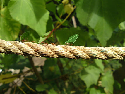 roped ved siden af ​​planten, myrer, arbejde, arbejder, transporterer, insekt, natur, reb, plante, tæt på, fokus på forgrunden, ingen mennesker, dag, plante del, vækst, blad, grøn farve, udendørs, træ, skønhed i naturen, sikkerhed, et dyr, styrke, jord, selektiv fokusering, tekstureret, sammenflettet, 2K, CC0, offentligt domæne, royaltyfrie