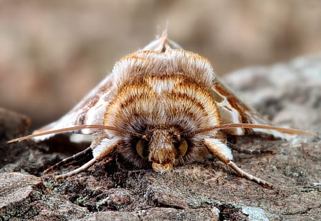 ćma, makro, lepidoptera, brytyjski, Natura, owad, ścieśniać, jedno zwierzę, zbliżenie, tematy zwierzęce, zwierzęca przyroda, zwierzęta na wolności, solidny, żadnych ludzi, bezkręgowy, dzień, skupić się na pierwszym planie, na dworze, rock - obiekt, część ciała zwierzęcia, skała, portret, pełna długość, 4K, CC0, domena publiczna, darmowe zdjęcia