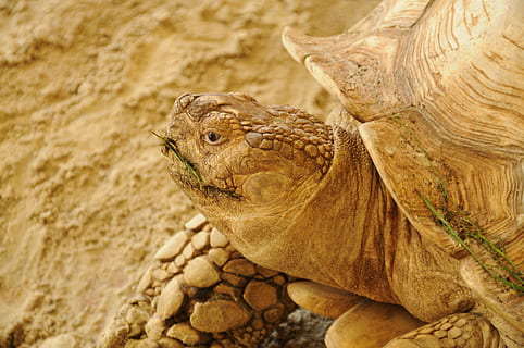 turtle, head, close, turtle head, animal themes, animal wildlife, animal, animals in the wild, reptile, one animal, vertebrate, tortoise, no people, animal head, close-up, day, animal body part, side view, nature, looking, outdoors, tortoise shell, focus on foreground, animal scale, iguana, 4K, CC0, public domain, royalty free