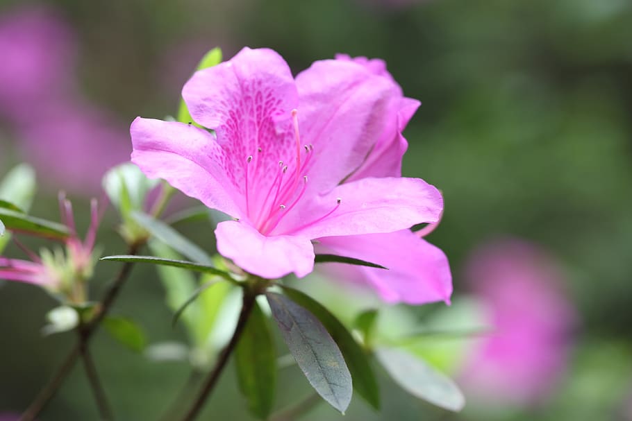 flor, vermell, sims azalea, primavera, planta, naturalesa, créixer, a l'aire lliure, la vida, color, verd, planta amb flors, vulnerabilitat, frescor, fragilitat, bellesa a la natura, pètal, primer pla, creixement, inflorescència, color rosa, cap de flor, cap gent, porpra, enfocament selectiu, centrar-se en primer pla, dia, pol·len, 2K