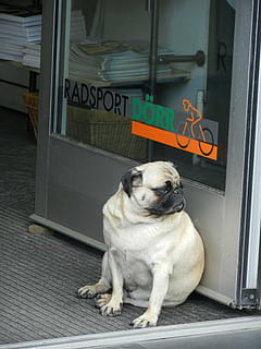 fawn pug, sidder, Næste, glasdør, hund, mops, venter, længes efter, lydig, fed, trist, længes, dyr, kæledyr, døren, butik, dyre temaer, pattedyr, et dyr, indenlandske, hunde, husdyr, skød hund, lille, ingen mennesker, tekst, meddelelse, hvirveldyr, vestlige script, indgang, dag, 4K, CC0, offentligt domæne, royaltyfrie