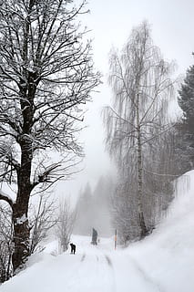 vinter, sne, træ, vinterlige, vinterforkølelse, sne magi, tåge, frost-, vinterdag, vinter vej, Kärnten, kold temperatur, bare træ, scenics - natur, plante, skønhed i naturen, rigtige mennesker, natur, ikke-urbane scene, jord, himmel, afdeling, dag, bjerg, hvid farve, dækker, ro, udendørs, 4K, CC0, offentligt domæne, royaltyfrie