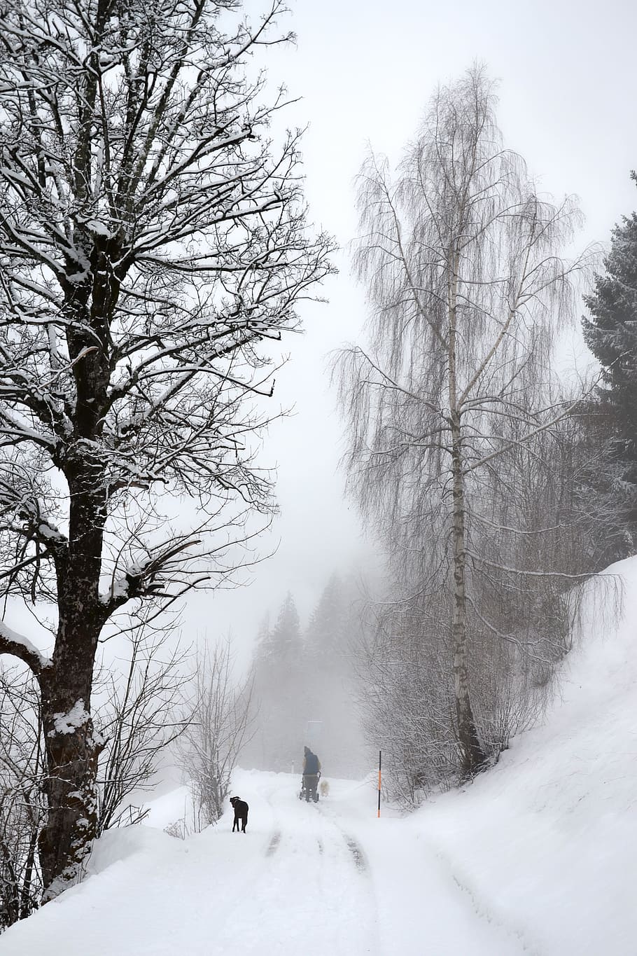 inverno, la neve, albero, invernale, Freddo inverno, magia della neve, nebbia, gelido, giorno d'inverno, modo invernale, Carinzia, temperatura fredda, albero nudo, scenics - natura, pianta, bellezza nella natura, persone reali, natura, scena non urbana, terra, cielo, ramo, giorno, montagna, Colore bianco, copertura, la tranquillità, all'aperto, 4K