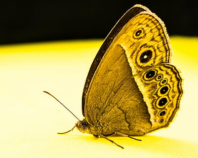 fluture, insectă, fluture - insectă, natură, animal, animal aripă, frumusețe în natură, macro, a închide, multi colorate, animale sălbatice, vară, animale tematice, un animal, nevertebrat, partea corpului animalului, galben, antena animală, animale în sălbăticie, nici o persoana, în interior, studio shot, lungime totală, să se concentreze asupra primelor elemente, cap de animal, 4K, CC0, domeniu public, fără drepturi de autor